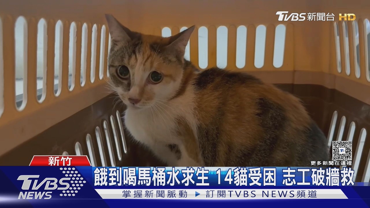 影音/餓到喝馬桶水!14貓困惡臭垃圾屋 2隻墜夾層「破牆救援」