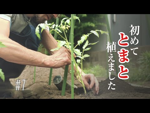 , title : '【家庭菜園初心者】トマトの苗を植える。初めての露地栽培【GardenVlog#7】'