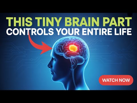 This Tiny Brain Part Controls Your ENTIRE Life (Hypothalamus Explained)