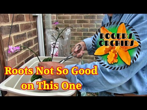 Repotting a Mini-Phalaenopsis