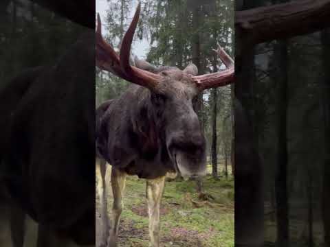 Giant Moose Approaches a Car