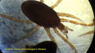 preview picture of video 'Ужас! Клещи Под Микроскопом: Клещи Parasitus на Шампиньонах на Рынке в Киеве, Украина'