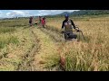 Paddy Reaper Mesin Potong Padi Model Dorong Alsintan Mesinpanenpadi Mesinpertanian