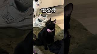 Cats share their thoughts #cats #kittens #cute #fyp