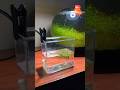 How To Drip Acclimate Shrimp And Fish
