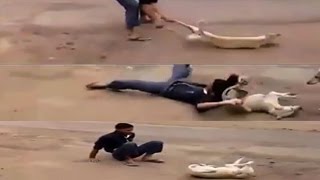 Video showing sadist boy  whirling a dog, ramming on road