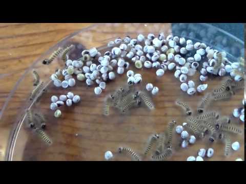 Babies hatching: Lobobunaea christyi