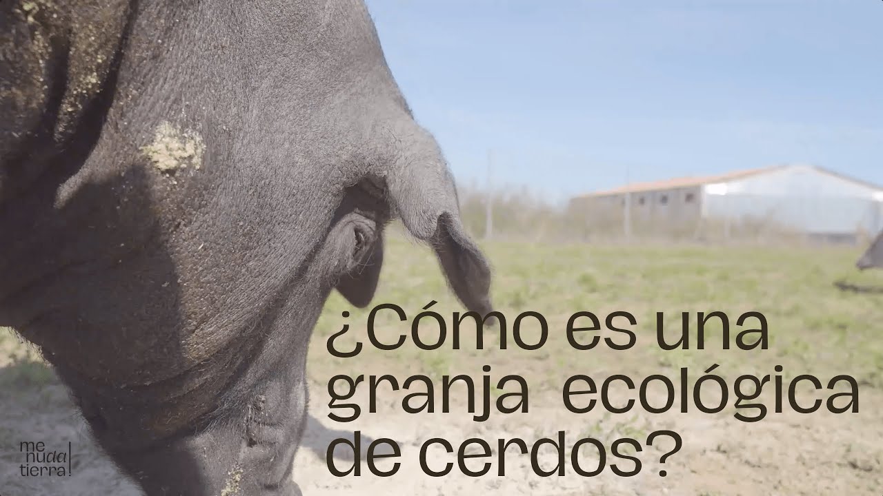 Watch ¿Cómo es una granja ecológica de cerdos - Entrevista LIFE MENUdaTIERRA Now ¿Cómo es una granja ecológica de cerdos - Entrevista LIFE MENUdaTIERRA