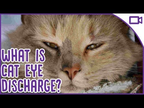 Cat Eye Discharge - What is it and when should you see a vet!