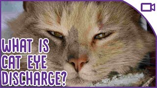 Cat Eye Discharge - What is it and when should you see a vet!