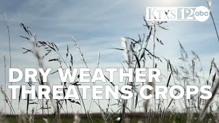 Dry conditions threaten wheat and cotton yields in Taylor County