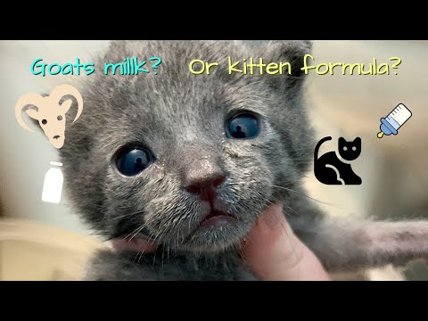 GOATS MILK VS KITTEN FORMULA // Which is Better for Orphaned Kittens?