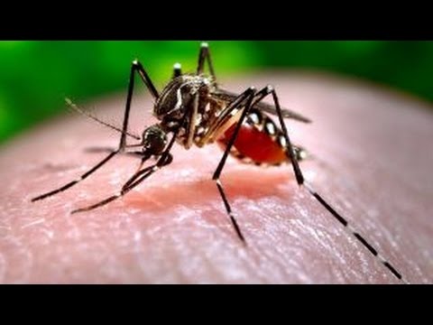 Officials: Zika virus now a STD