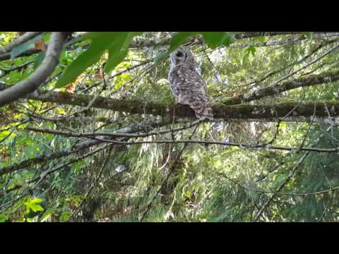 A Beautiful Barred Owl Up Close!