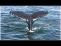 The song of the world's last whale