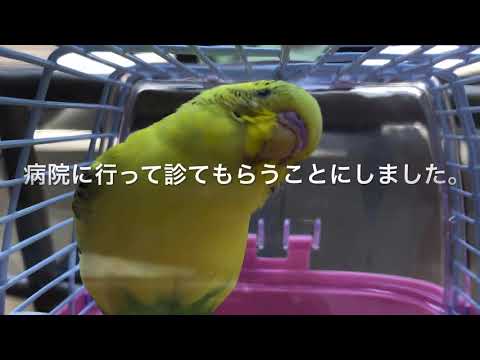 インコの疥癬 - 症状と治療