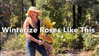 Winterize Your ROSES #rosecare #rosetips #octobergarden