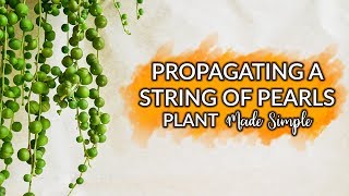 Propagating A String Of Pearls Plant Made Simple / Joy Us Garden