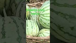 Download lagu Harvest Organic melon #melon #organic #pakwan #rickybrown mp3