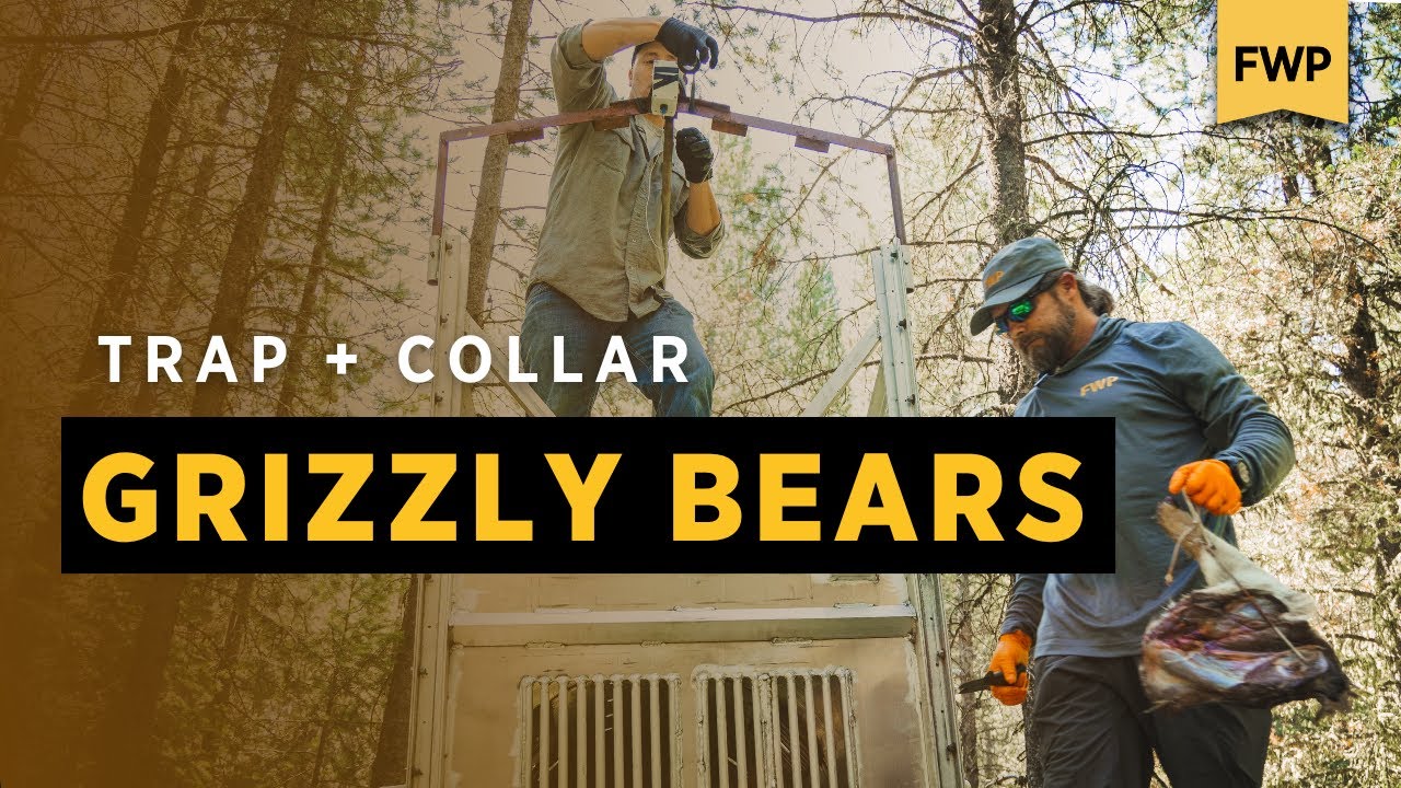 Trapping and Collaring Grizzly Bears