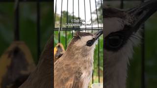 Download lagu #pancingantrucukgacor #trucukangacor #trucuk #ropelmania trucuk betina memanggil jantan #shorts #fyp mp3