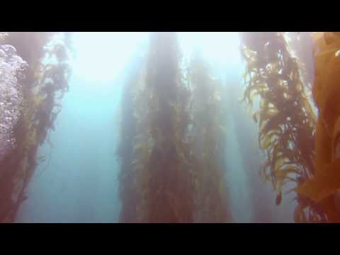 Scuba Diving at Anacapa Island