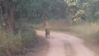 preview picture of video 'Aryan Camp Panna Tiger Reserve, Madla'
