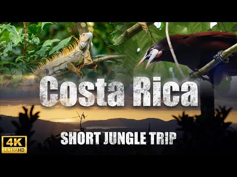 Short cinematic jungle trip. Wildlife of costa rica. (4k, FX3, DJI Mavic 3 Pro)