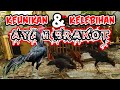 KEUNIKAN DAN KELEBIHAN AYAM BRAKOT