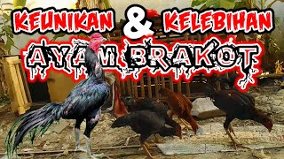Download lagu KEUNIKAN DAN KELEBIHAN AYAM BRAKOT mp3