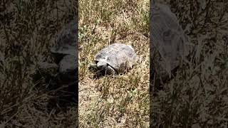 Our turtle family continues to grow #farmlife #farming #turtle #shorts