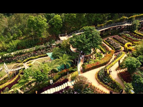 ALEJANDRA BLOOMS GALORE - CEBU, PHILIPPINES