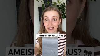 Ameisen in Küche & Garten: Warum sie immer wiederkommen & wie du sie richtig loswirst! 🐜