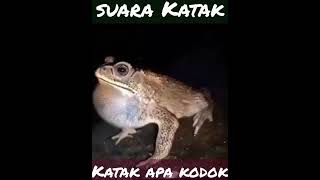 Download lagu suara Katak / Suara Kodok mp3 Download lagu suara Katak / Suara Kodok mp3