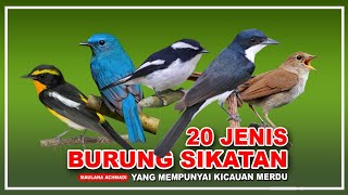 Download lagu 20 JENIS BURUNG SIKATAN | BURUNG KICAUAN | 20 TYPE OF FLYCATCHER BIRDS | FECIDULA mp3
