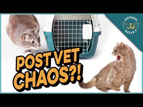 Non-Recognition Aggression in Cats Explained