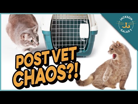 Post Vet Cat Aggression Explained | Jackson Galaxy