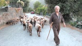 preview picture of video 'Karavasilis the shepherd of Stavros'