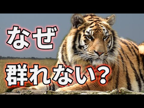 リトルライオン