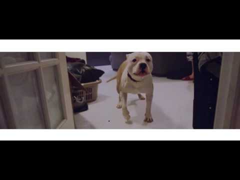 Shakewell - Savannah Smiles (Prod. Mikey The Magician)