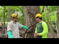 Emerald Ash Borer Treatment