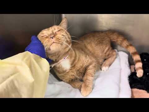 Zest 183645 is the sweetest and loves company❤️