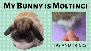 My Bunny is Molting! || Tips and Tricks
