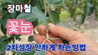 장마철 꽃눈 2차성장 안하게 하는방법