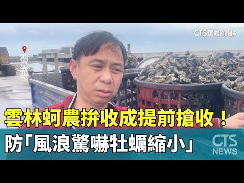 雲林蚵農拚收成提前搶收！　防「風浪驚嚇牡蠣縮小」