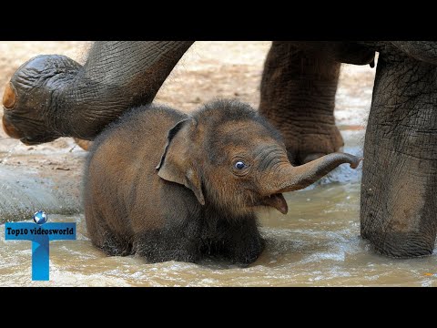 60 of the Cutest and Funniest Elephant Videos
