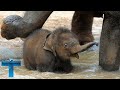 Top 60 Most Funny And Cute Baby Elephant Videos Compilation #2