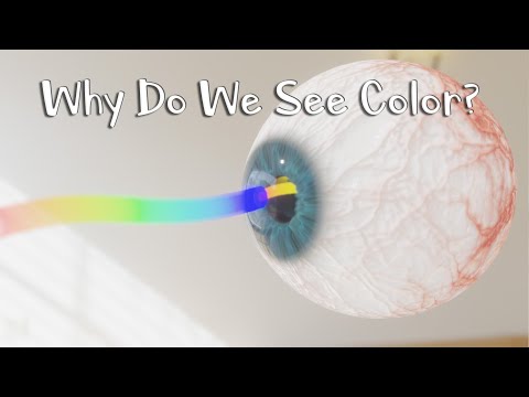 Why Do We See Colors?