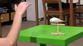 Duke Budgie Parakeet Wave Foot Trick On Cue