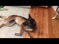 Bambi Loves To Play